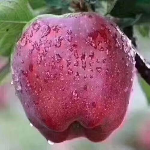 天水 甘肃天水花牛苹果