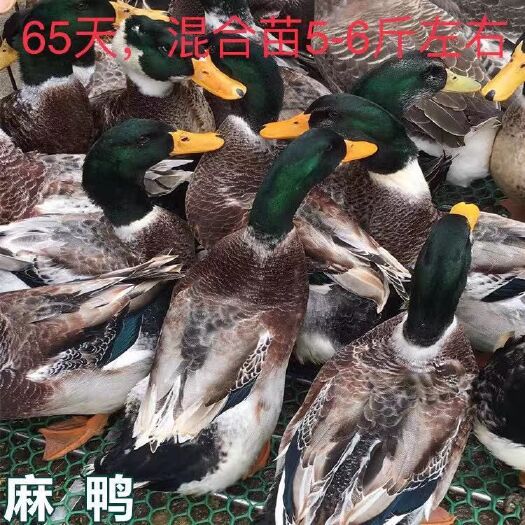 南宁 大种麻鸭苗,批发鸡苗鸭苗鹅苗珍禽苗,包打疫苗,包运输成活