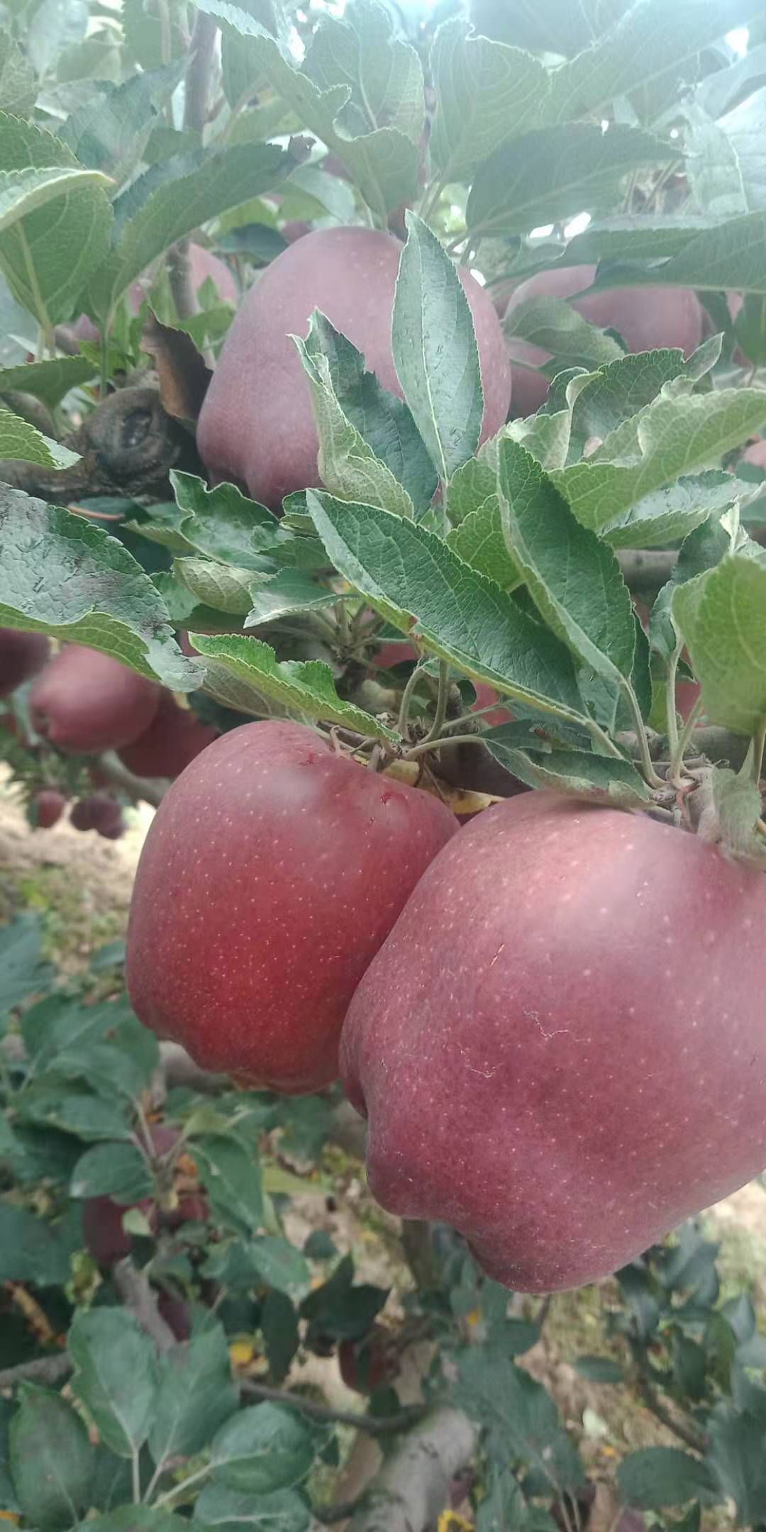  甘肃天水花牛苹果，果园现摘全国各地发货