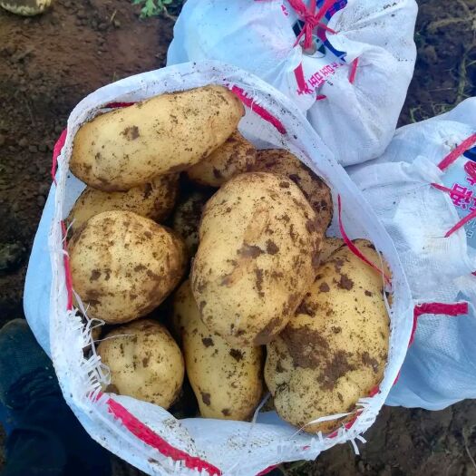 喀喇沁旗荷兰15号土豆 荷兰15