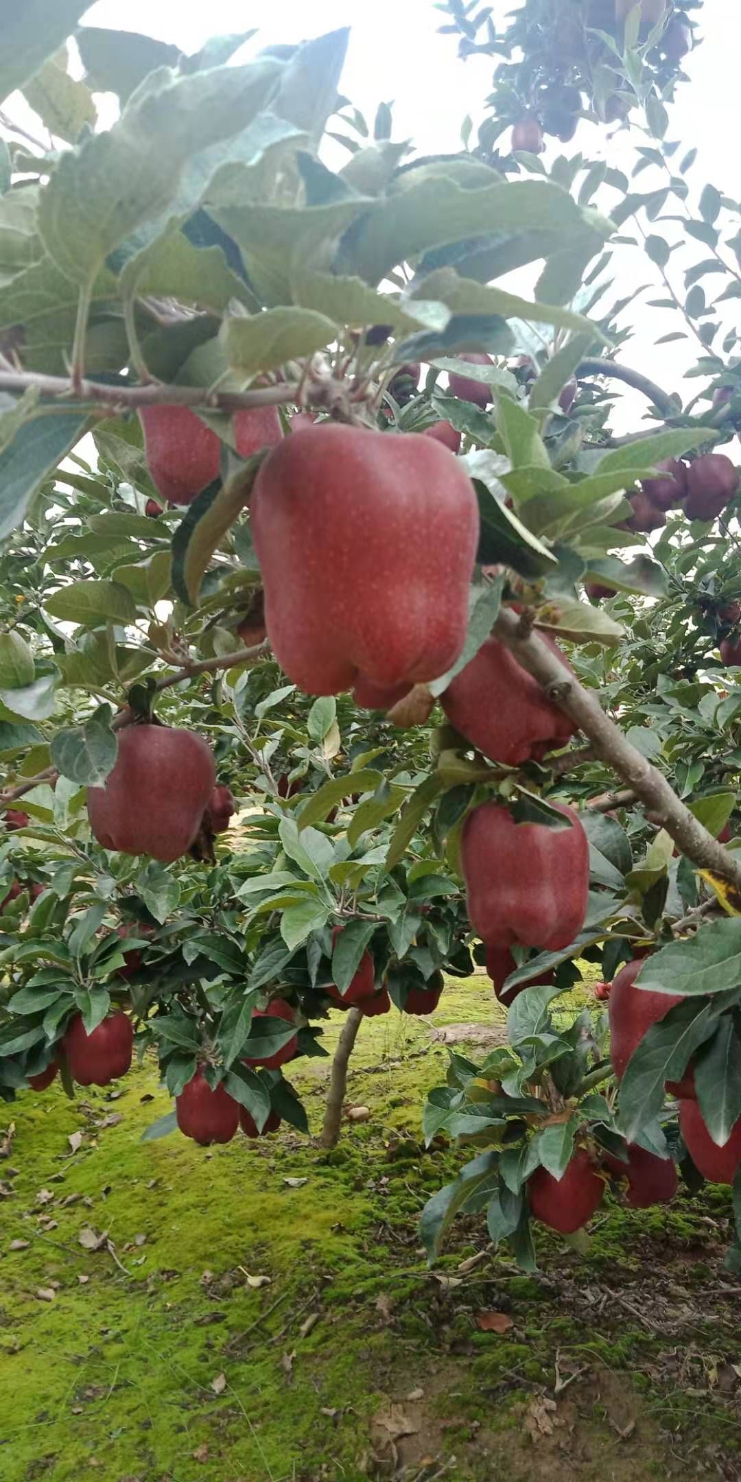  甘肃天水花牛苹果，果园现摘全国各地发货