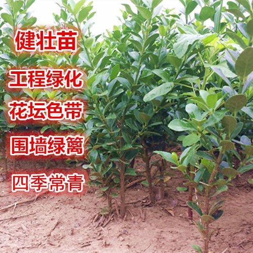 大叶冬青  大叶黄杨苗