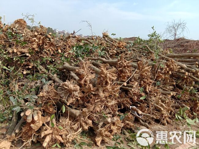 普通桂花树  大量供应各种规格的桂花树，欢迎各位老板合作