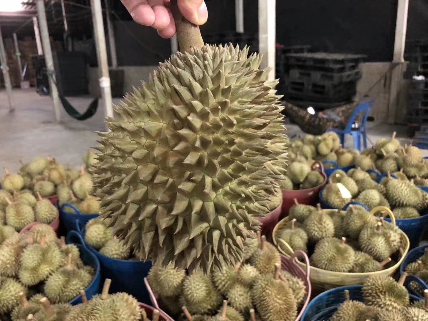 泰国 金枕头榴莲AB果(6~7头)