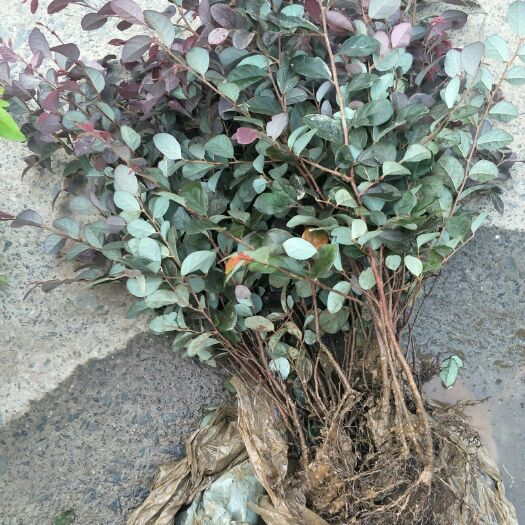 杭州单面红 红花檵木地栽