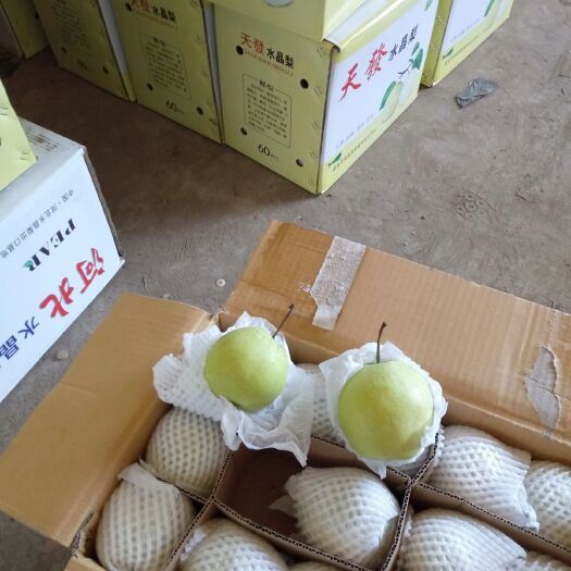 赵县 天發雪梨
