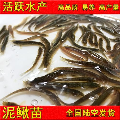  泥鰍苗，活體 批發(fā)泥鰍苗  寸苗4～6公分水花苗