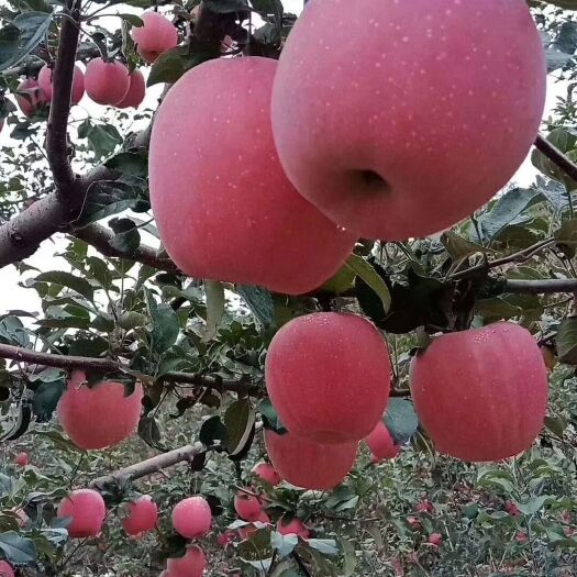 清水县花牛苹果 农产品