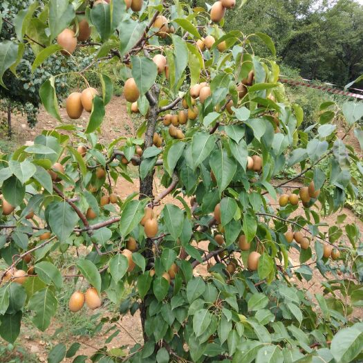 洛宁县金珠沙梨 55mm 100-150g