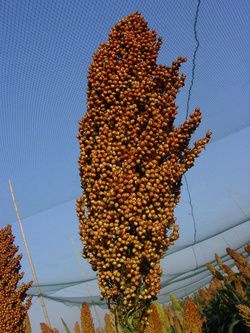 凉城县 出售高粱