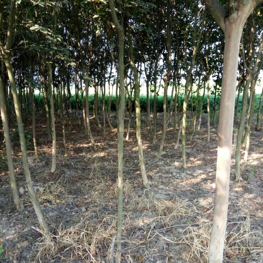 汝南县红火箭紫薇 绿化带河道风景区