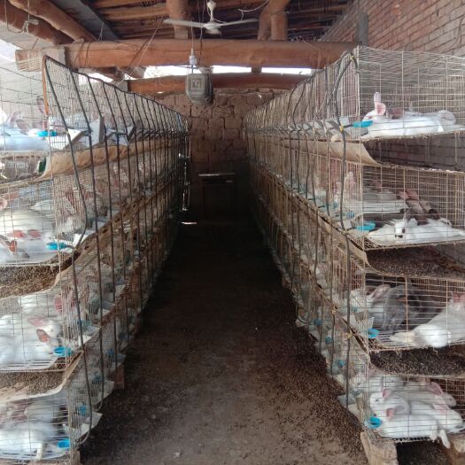临泽县肉兔 有喜欢养殖的朋友可联系
