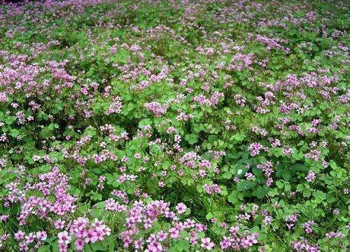 襄樊红花酢浆草  红花草 红花醡浆草庭院绿化工程用苗
