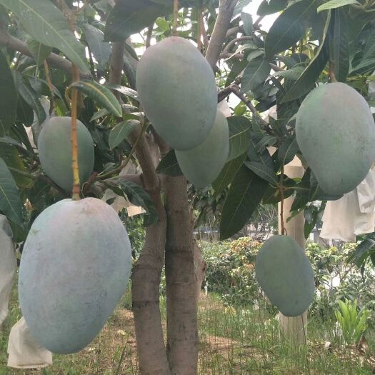 灵山县 凯特芒果苗
