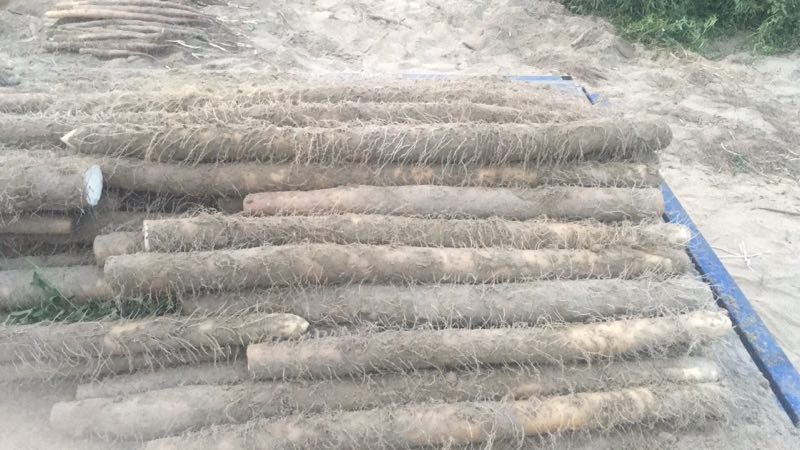  自家农场鲜货 九斤黄山药，大小匀称，发货快，