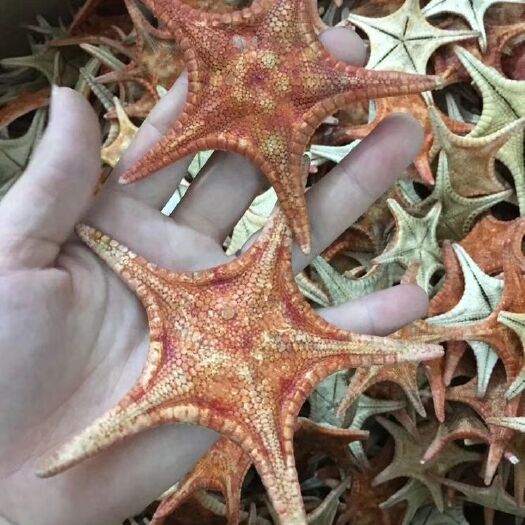 湛江海星