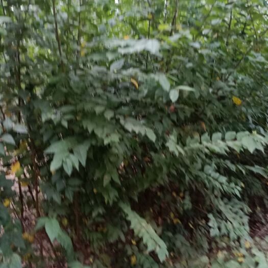 榆树苗，当年生小榆树苗量大，高度80公分至2米