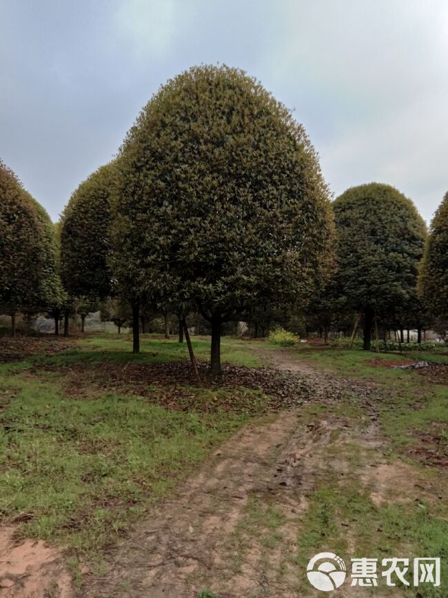 普通桂花树  大量供应各种规格的桂花树，欢迎各位老板合作