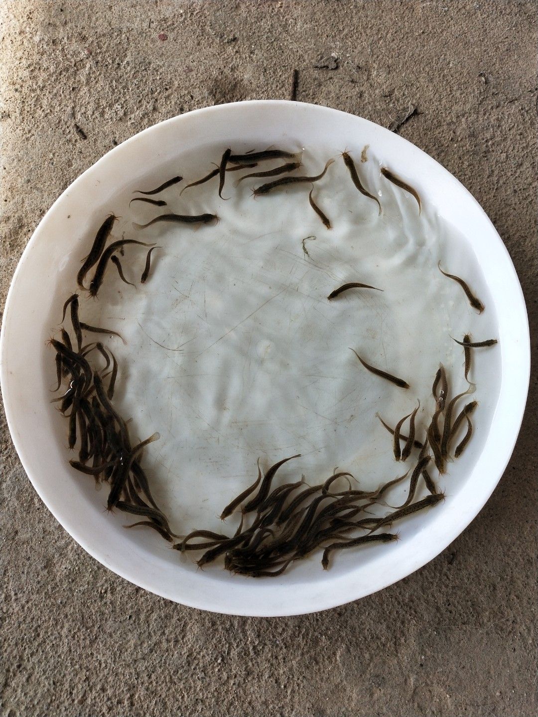  泥鳅苗 泥鳅 泥鳅孵化场