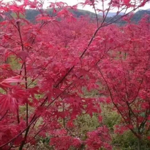 全州县造林苗枫香 全州鑫雷苗圃,园林四季常青、花香四溢，种植了桂花树、香樟树、