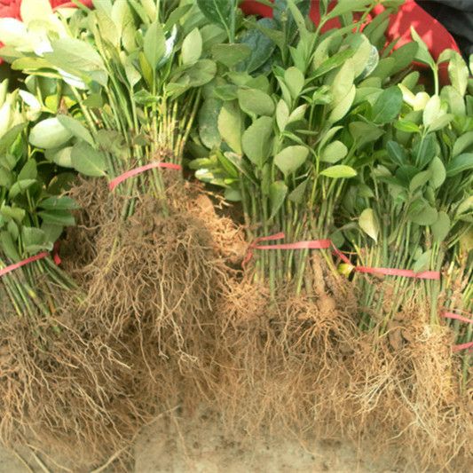 大叶冬青  大叶黄杨苗