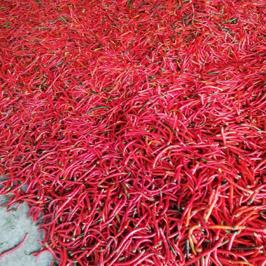 梓潼县二荆条辣椒 15~20cm 中辣 红色