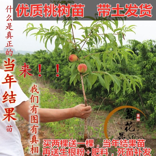 平邑县蜜桃苗 每一棵桃苗都是先挖现发保证成活死苗补发