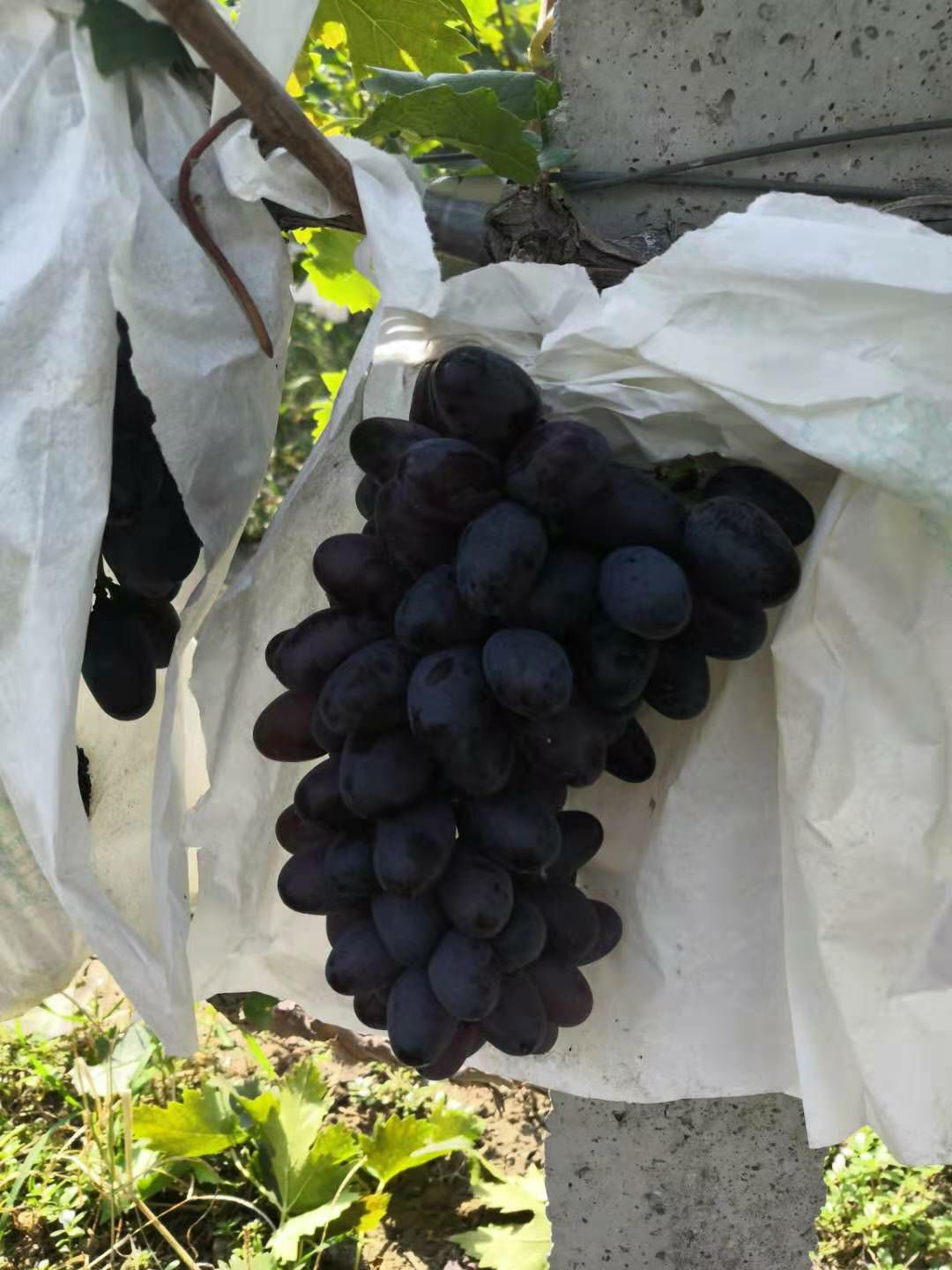 A17葡萄 串形好看，口才甜