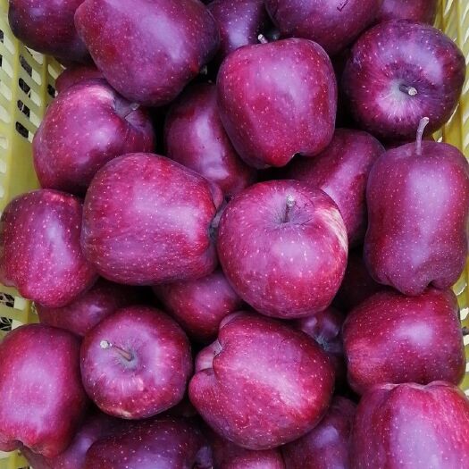 天水 最好的苹果🍎 不在市场，更不在超市，而是在你下单时它还挂