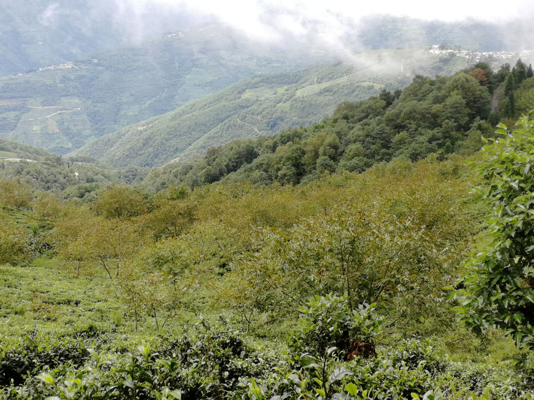  200亩茶园出售，滇西大叶种