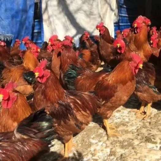 淮安 鸡苗 红公鸡苗 红毛大公鸡