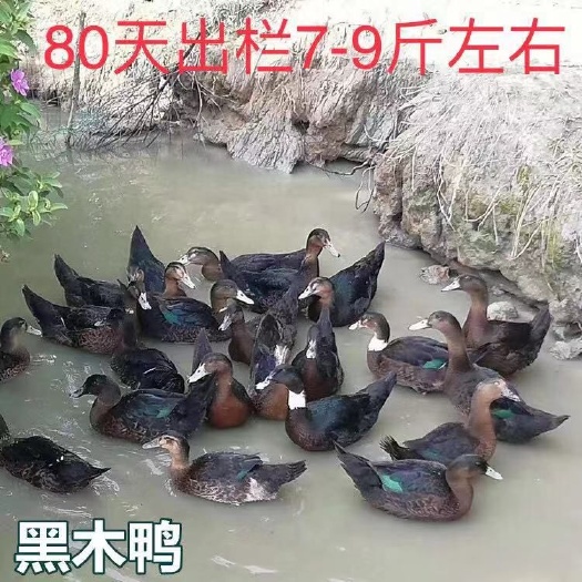 南宁 黑木鸭苗,批发鸡苗鸭苗鹅苗珍禽苗,包打疫苗,包运输成活