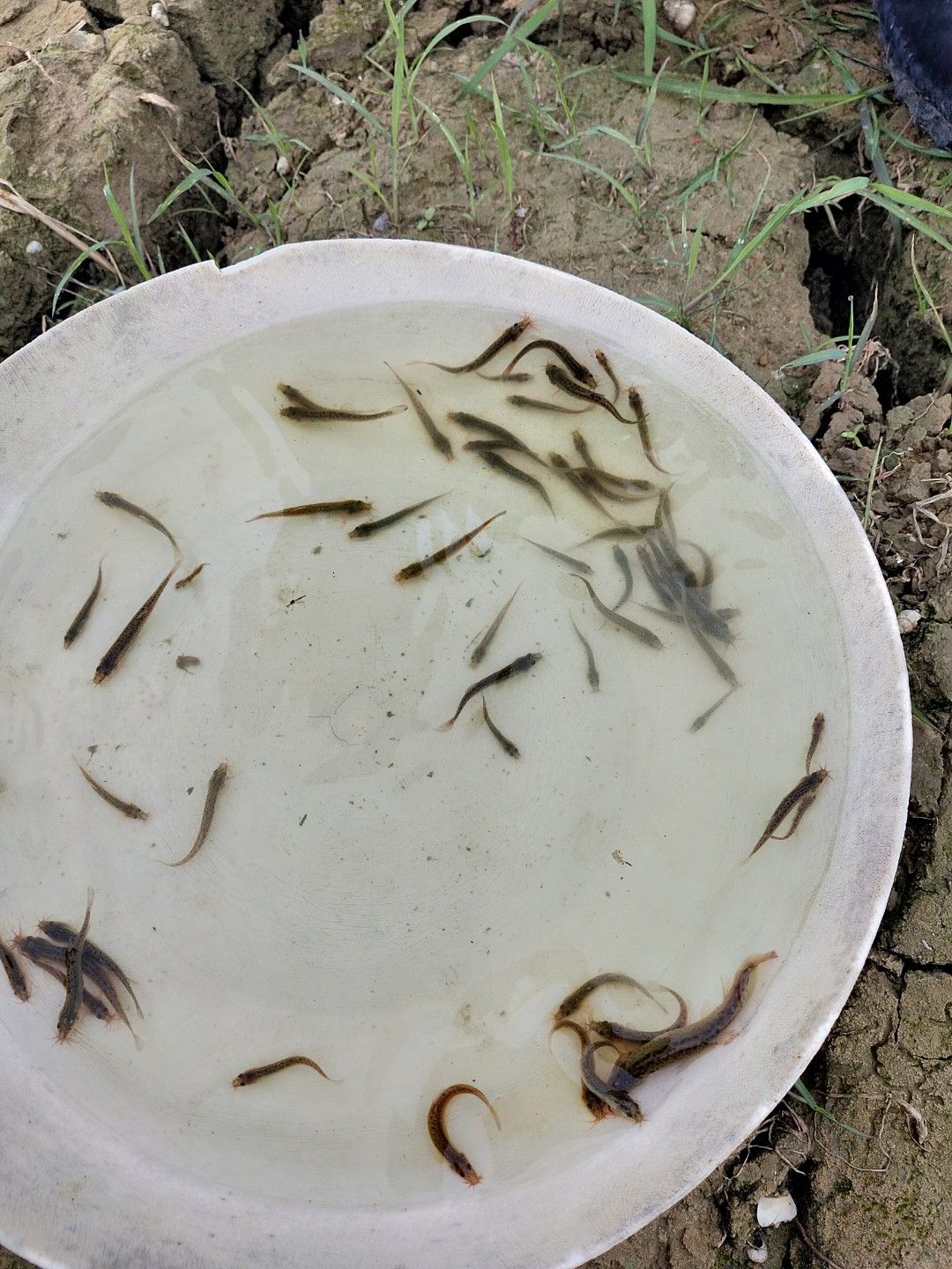  泥鳅苗 泥鳅 泥鳅孵化场