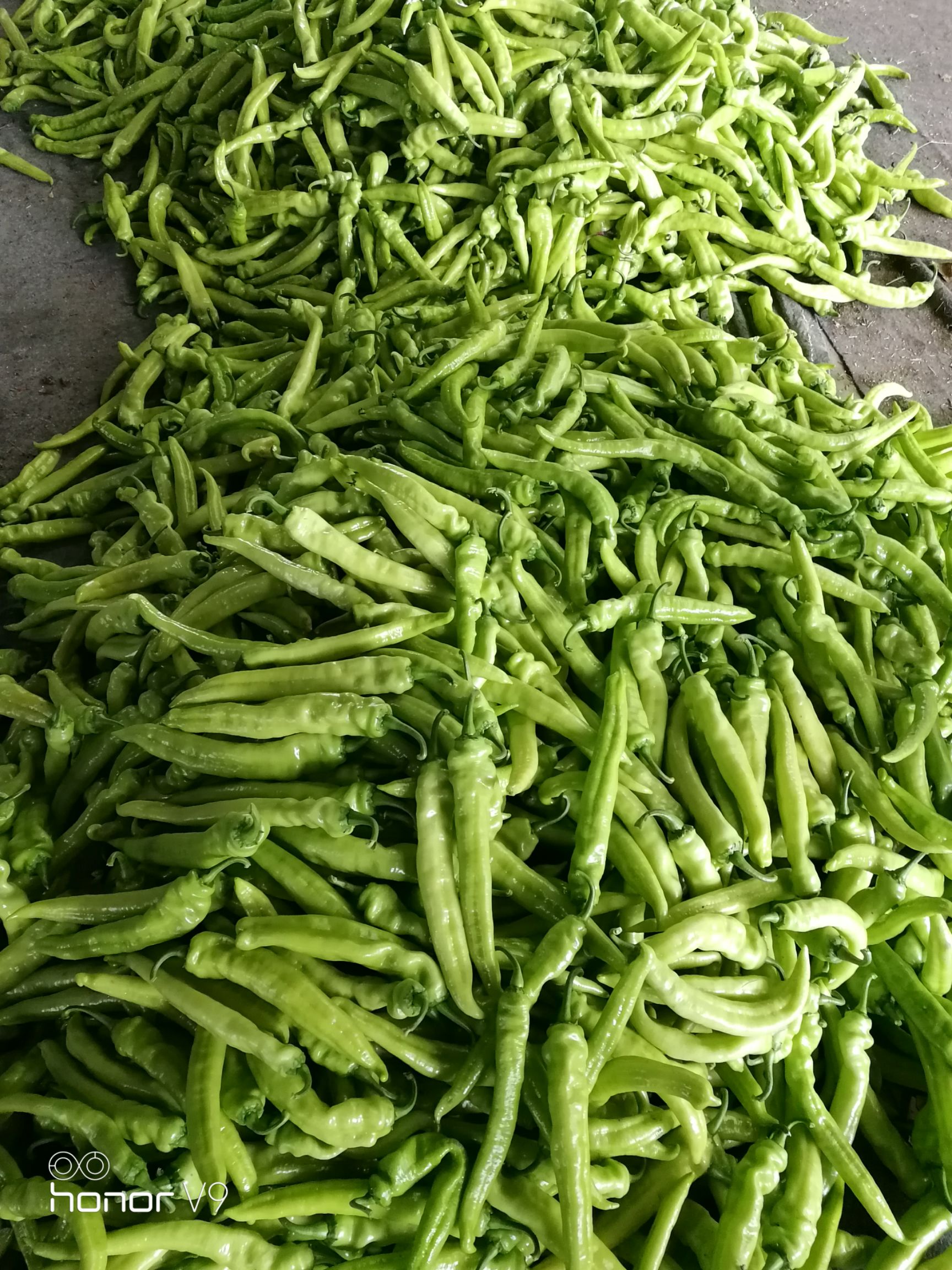  尖椒圆椒茄子豆角大量上市需要的联系我