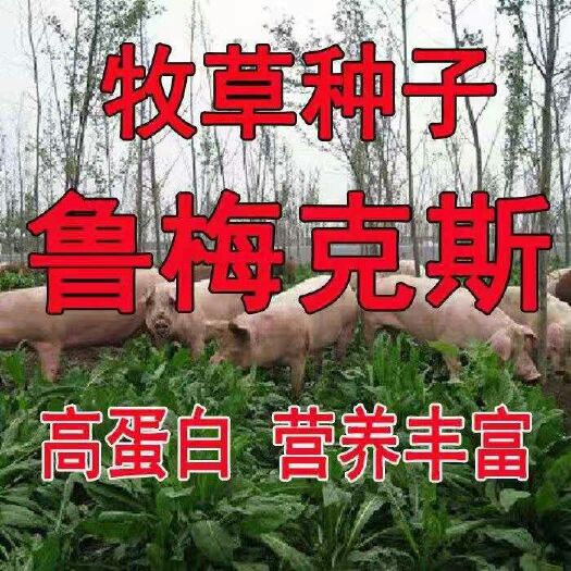 沭阳县 鲁梅克斯种子俄罗斯饲料菜多年生四季牧草种子鸡鸭鹅猪包邮