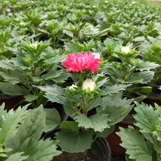 青州市翠菊 盆栽 观花植物 绿化苗木 花卉盆景