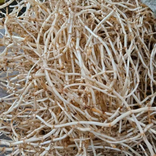 道真县 鱼腥草根茎