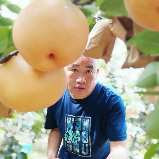 郯城县 三万斤晚秋黄梨即将上市！远离污染！口感清脆甘甜！
