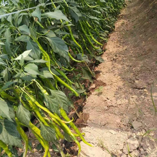 夏邑县301辣椒 线椒，青椒，苏椒，螺丝椒，品种多多，