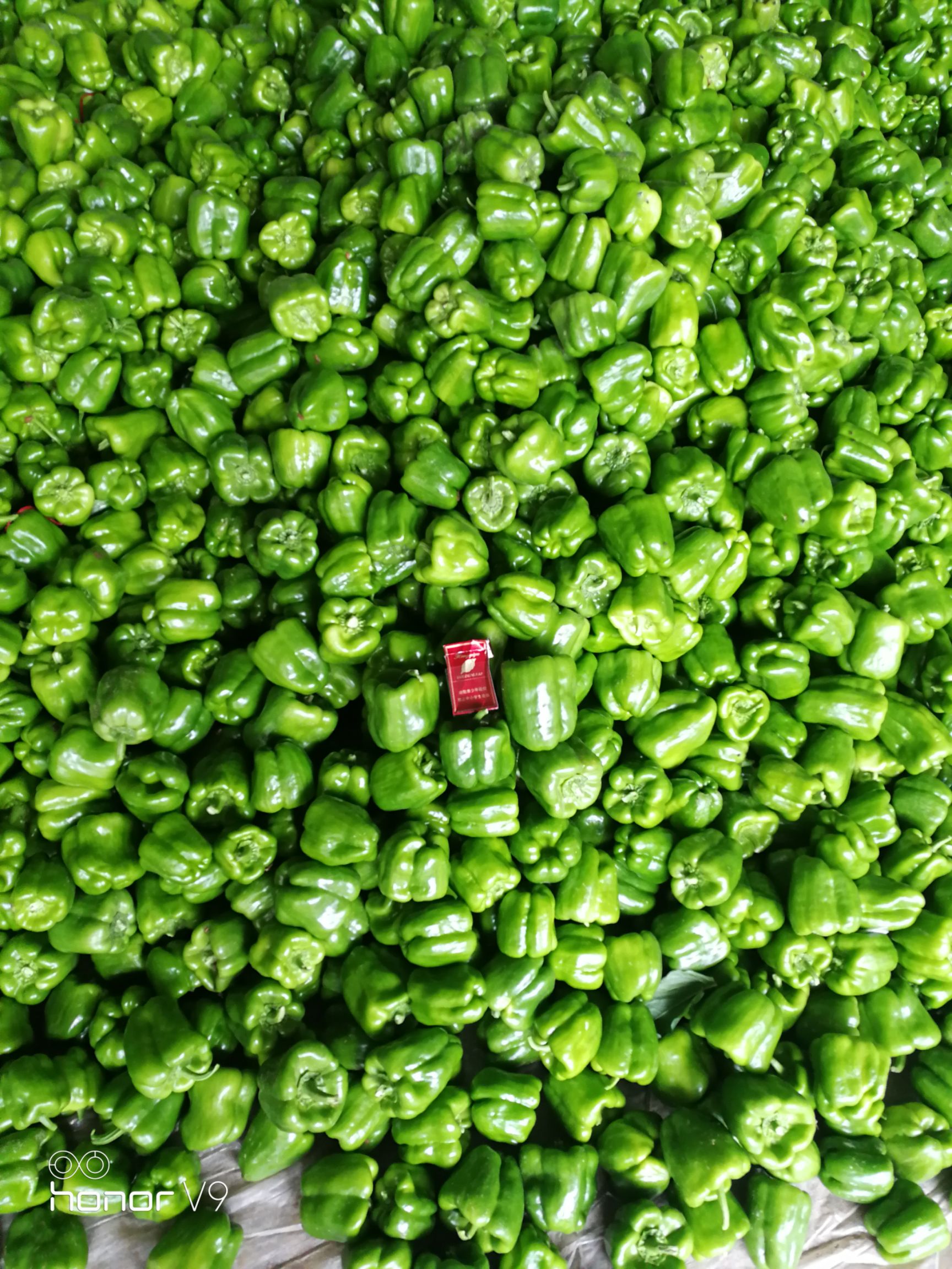  尖椒圆椒茄子豆角大量上市需要的联系我