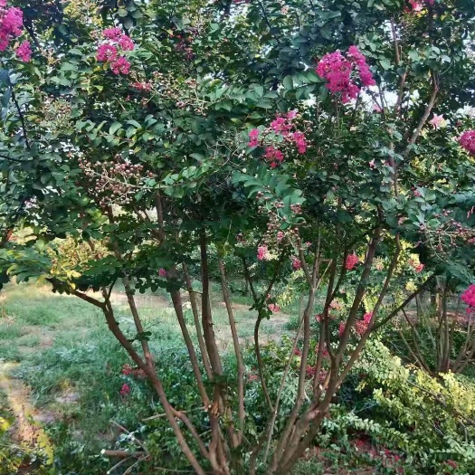 菏泽 丛生紫薇2/6米有货，3米一下大量有货
