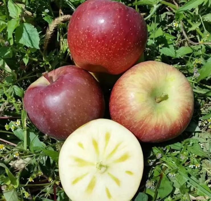 红将军苹果 四川红将军      现货分级批发，价格优惠