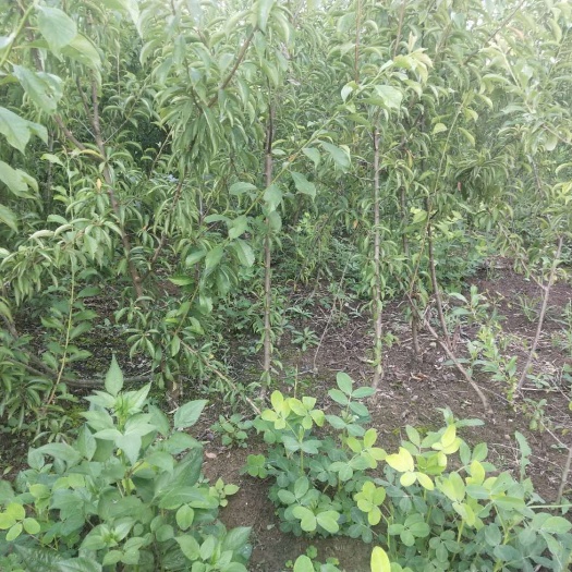 简阳市青李子苗 青脆李