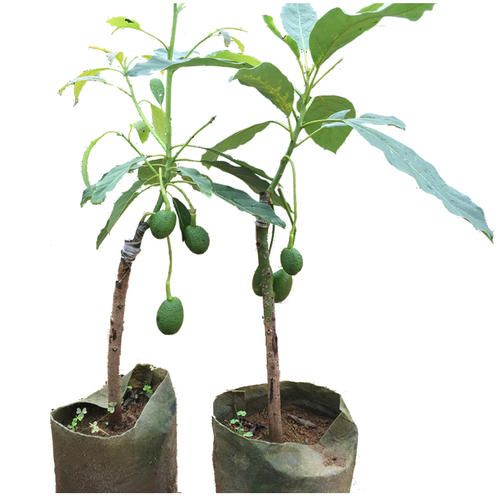 牛油果苗批发采购_牛油果苗供应_牛油果苗价