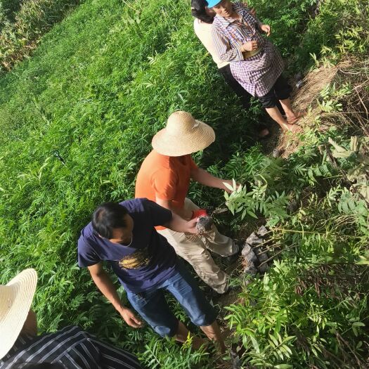 巧家县 大量供应大小青花椒，红花椒苗