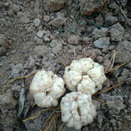新宁县龙牙百合 3cm-5cm