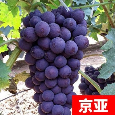 平邑县京亚葡萄苗 京亚葡萄树苗 果实饱  满口感好 量大优惠 包邮