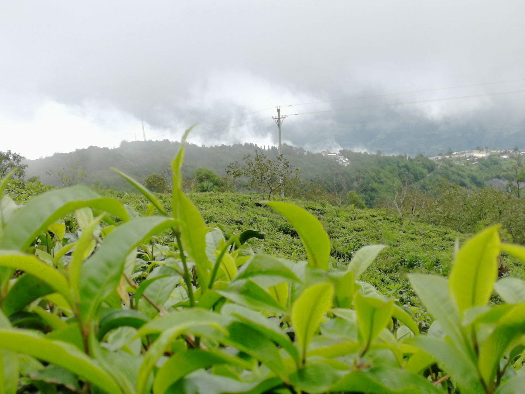  200亩茶园出售，滇西大叶种