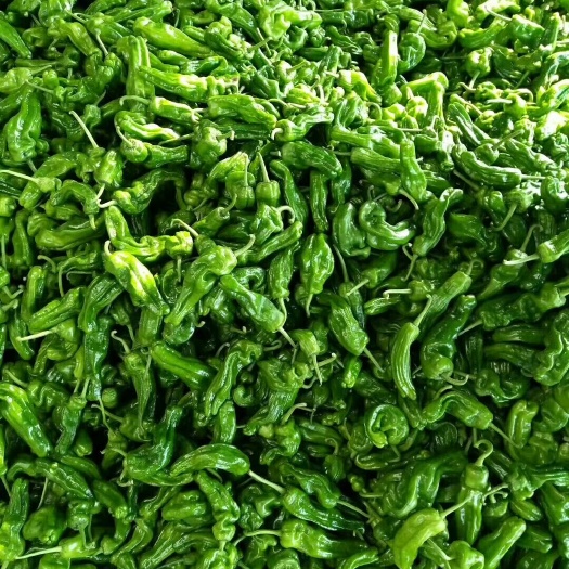 费县临沂费县万亩辣椒上市。芜湖椒。线椒.301.螺丝椒