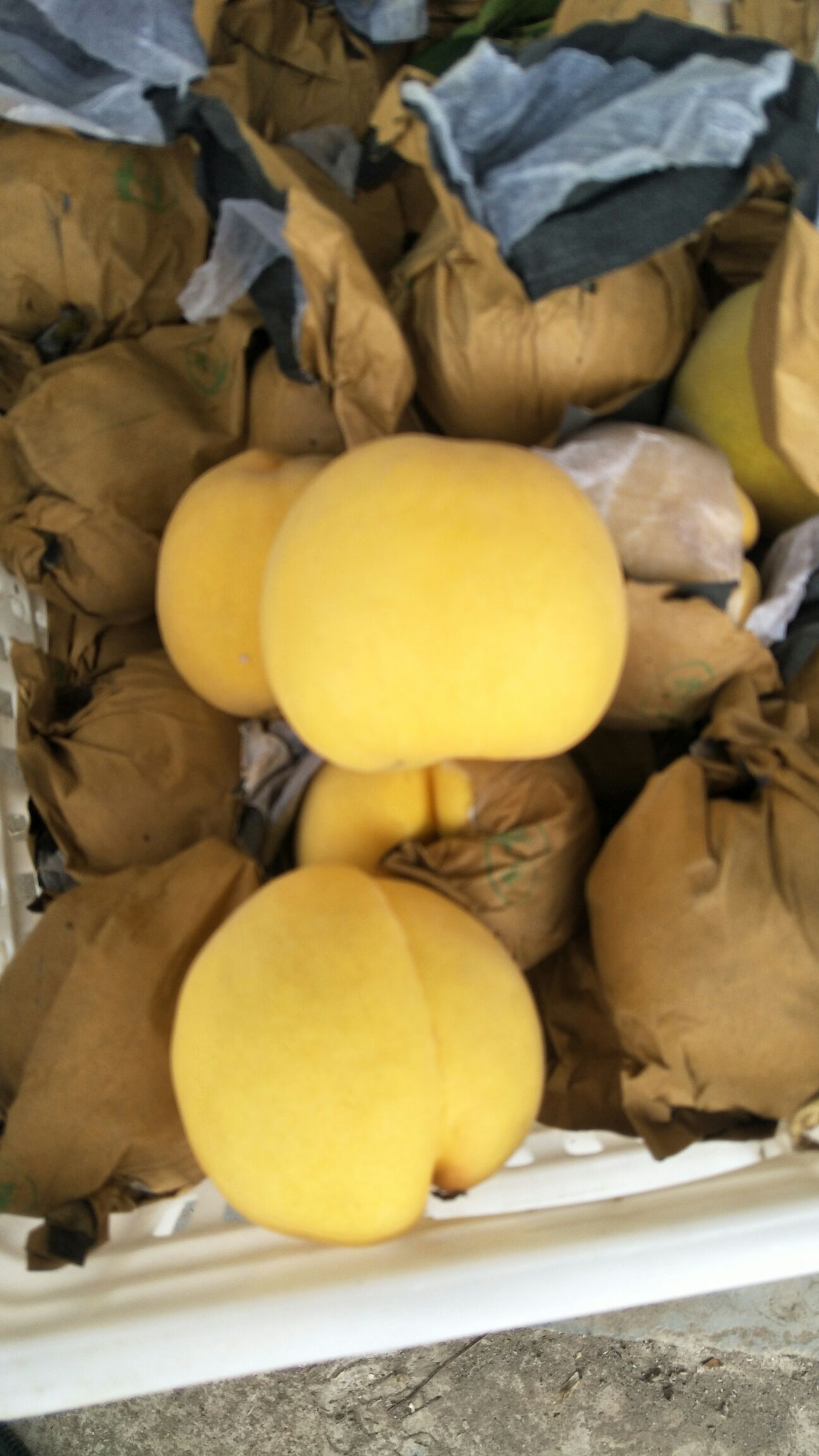 新世纪黄桃 70mm以上 4两以上